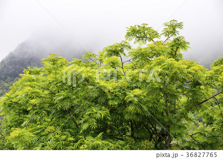 風景 空 岩 36827765