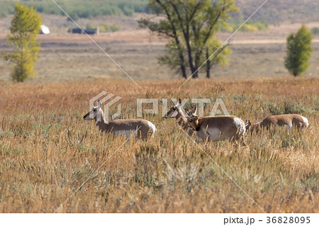 Pronghorn Antelope in Rut 36828095