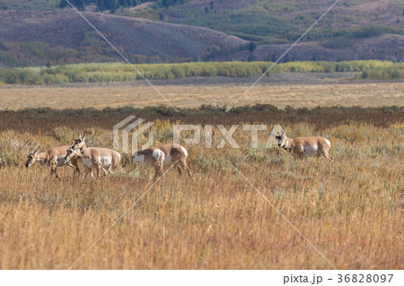 Pronghorn Antelope in Rut 36828097