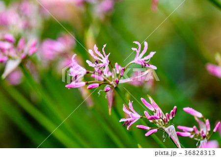 咲き始めたダイヤモンドリリーの花 36828313