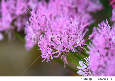 ピンクのダイヤモンドリリーの花の写真素材 3614