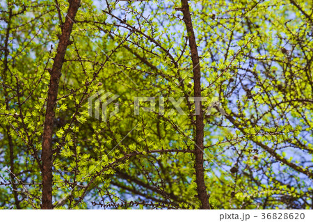Branches of pine with short needles Branches of pine with short needles 36828620