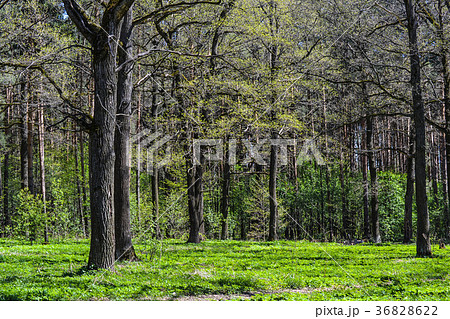 Summer oak forest 36828622