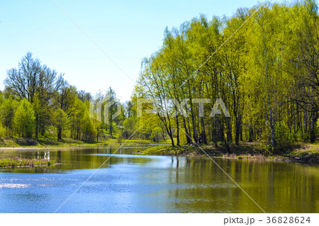 Lake early in the spring. Trees, sunny day Lake early in the spring. Trees, sunny day 36828624