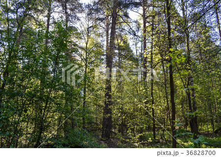 Morning in the forest. The sun shines through   36828700