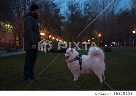 dog walking and playing with its owner in the park 36829153