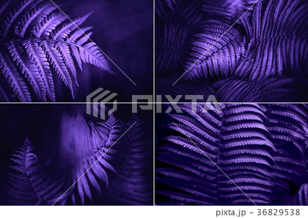 Set of beautiful fern leaves, macro 36829538