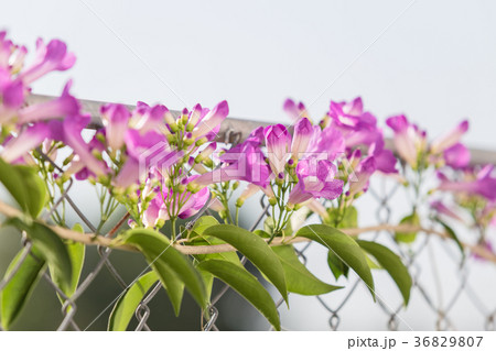 Mansoa alliacea or garlic vine blooming. 36829807