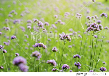 Purple flowers against a blurred green background. Purple flowers against a blurred green background. 36829821