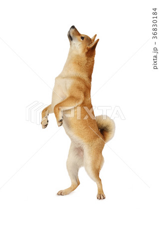 Shiba inu dog standing on hind legs 36830184