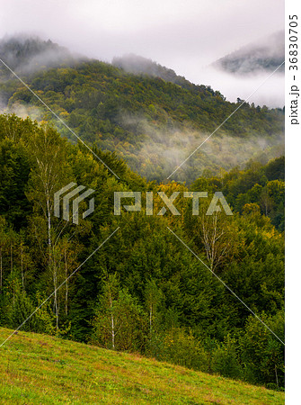 fog and low clouds over the forested mountains 36830705