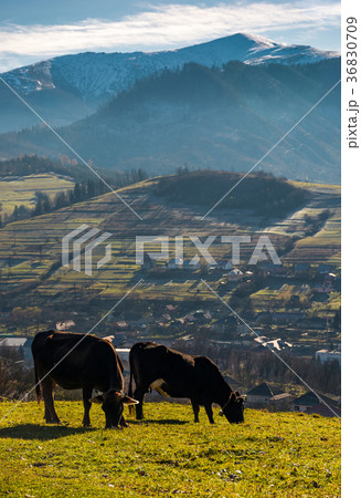 cow cattle grazing on a hillside cow cattle grazing on a hillside 36830709