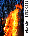 Burning of Maslenitsa Scarecrow in evening 36830841