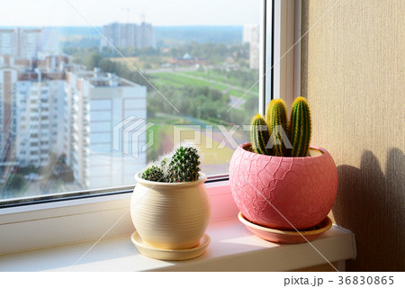 Two cactuses stand on windowsill Two cactuses stand on windowsill 36830865