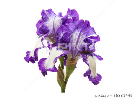 iris flower isolated 36831449