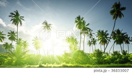 sunset in jungle, seychelles sunset in jungle, seychelles 36833007