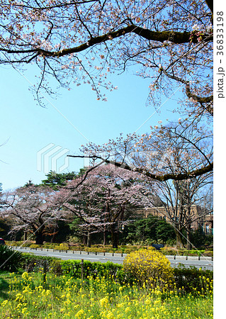 東京都国立市　国立駅前　大学通りの桜と菜の花 36833198