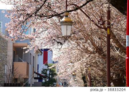 東京都国立市　国立駅前　大学通りの桜 36833204