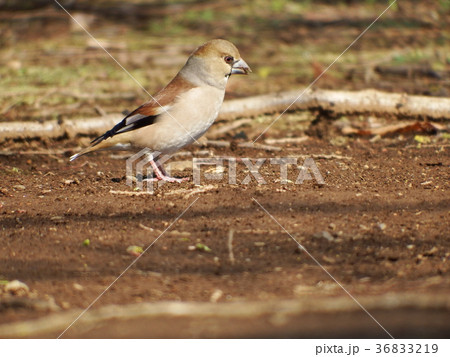 採食中のシメ 採食中のシメ 36833219