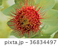 ユーカリの花 36834497