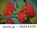 ユーカリの花 36834499