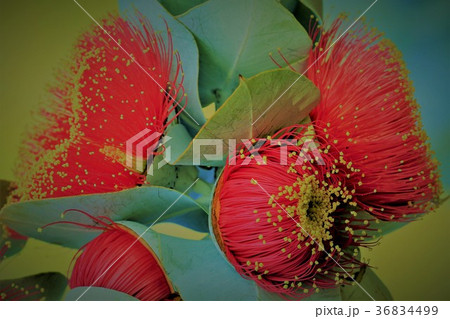 ユーカリの花 ユーカリの花 36834499