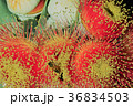 ユーカリの花 36834503