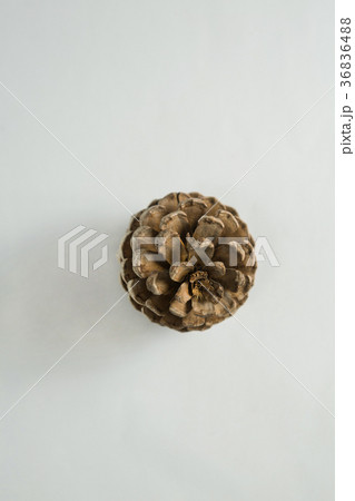 Pine cone on white background Pine cone on white background 36836488