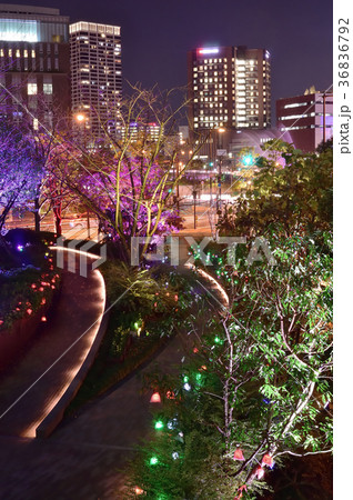 大阪光のルネサンス イルミネーション 大阪光のルネサンス イルミネーション 36836792