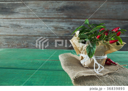 Chilli plant in jar 36839893