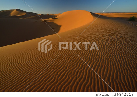 モロッコ　メルズーガ　サハラ砂漠の風紋 36842915