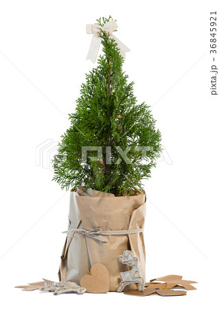 Christmas tree against white background Christmas tree against white background 36845921