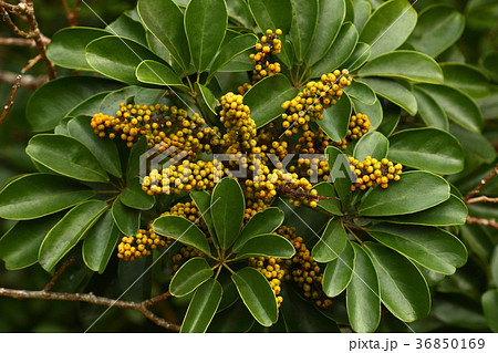 観葉植物　ヤドリフカノキ　シェフレラ　宮古島　取りに来られる方のみ 観葉植物 ヤドリフカノキ シェフレラ 宮古島 取りに来られる方のみ