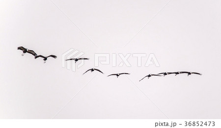 韓国 自然 屋外 36852473