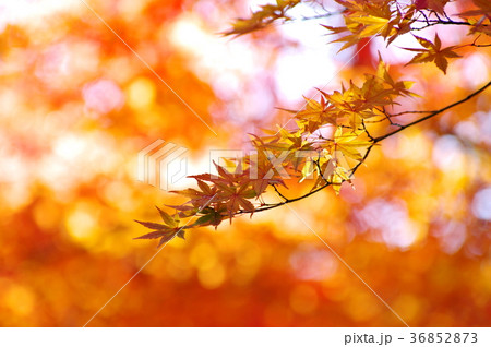 黄色に染まる紅葉の葉と透過光　a 36852873