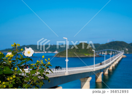 角島大橋 角島大橋 36852893