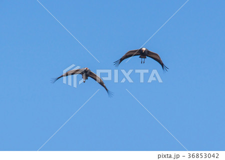 屋外 室外 韓国 36853042