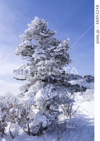 冬 空 木 36853248