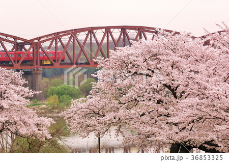河川敷の桜 河川敷の桜 36853325