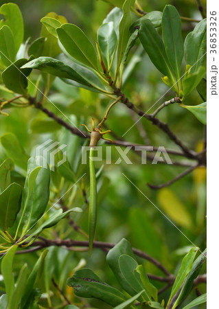 自然　植物　メヒルギ、飾りのついたこん棒状の実。胎生種子と言われ既に発芽した状態だそうです 36853326