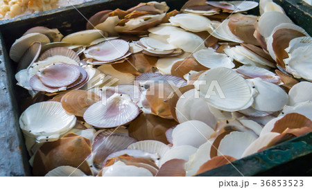 Fresh empty scallop shell. 36853523