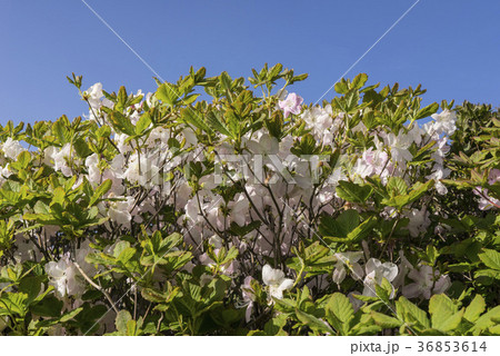 韓国 屋外 室外 36853614