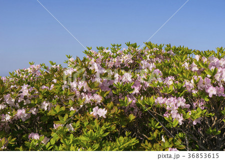 韓国 屋外 室外 36853615