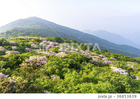 韓国 屋外 室外 36853639