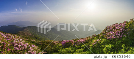 韓国 屋外 室外 36853646