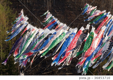 花咲の鯉のぼり 36853710