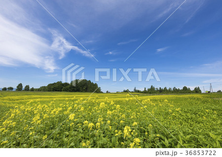 キガラシの丘 キガラシの丘 36853722