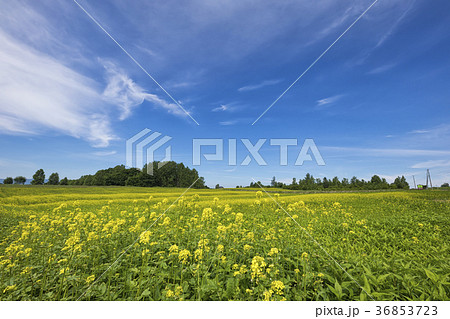 キガラシの丘 36853723