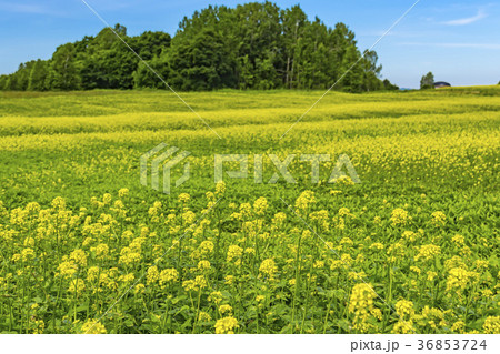 キガラシの丘 36853724