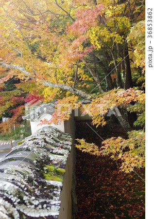 吉備路井山宝福寺の紅葉(縦位置） 36853862